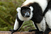 Ruffed Lemur (Varecia Variegata), Andasibe-Mantadia National Park, Toamasina Province, Madagascar
