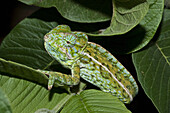 Spiny Giant Chameleon Or Warty Chameleon (Furcifer Verrucosus), Marozevo, Toamasina Province, Madagascar