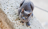 Cat, Mdina, Malta