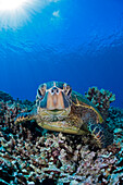 'Green sea turtle (Chelonia mydas), an endangered species; Maui, Hawaii, United States of America'