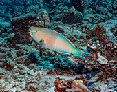 'Redlip Parrotfish (Scarus rubroviolaceus); Kona, Island of Hawaii, Hawaii, United States of America'