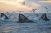 'Humpback whales (Megaptera novaeangliae) and a flock of birds on the surface of the water at sunset; Massachusetts, United States of America'