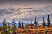 North face of Mt. McKinley Denali and fall colored tundra with early morning light filtered by a thin layer of clouds over the mountain as seen from Wonder Lake campground, Denali National Park, Alaska. Fall. HDR