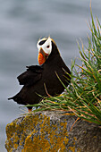 Tufted puffin Fratercula cirrhata sitting on boulder, Walrus Islands State Game Sanctuary, Round Island, Bristol Bay, Southwestern Alaska