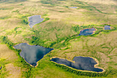 Aerial view of green tundra, small lakes and streams, Arctic Alaska, summer