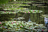 water garden and its water lilies (lily pads on the pond), the impressionist painter claude monet's house, giverney, eure (27), normandy, france