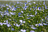 field of blue-flowered flax, rugles, eure (27), normandy, france