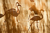 pink flamingos in the ornithological park pont de gau in saintes-maries-de-la-mer, bouches du rhone (13), camargue, france