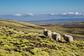 three sheep on the route leading to the volcano laki, iceland, europe