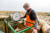 icelandic farmer during the sorting of sheep for genetic selection, southeast iceland, europe