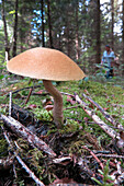 gathering mushrooms in front of a boletus in the forest, careful: some are poisonous, conches (27), france