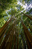 the bamboo plantation of anduze, giant bamboos more than 20 meters high and japanese and laotien-inspired botanical garden, generargues (30), france