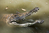 Freshwater Crocodile, Crocodylus johnstoni, Queensland, Australia