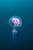 Luminscent Jellyfish, Pelagia noctiluca, Florida Islands, Solomon Islands