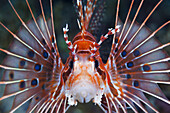 Antennen-Feuerfisch, Pterois antennata, Florida Islands, Salomonen