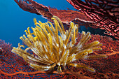 Yellow Crinoid on Sea Fan, Comanthina schlegeli, Marovo Lagoon, Solomon Islands