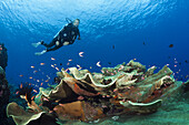 Scuba Diver over Coral Reef, Marovo Lagoon, Solomon Islands