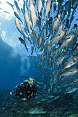 Diver and Shoal of Bigeye Trevally, Caranx sexfasciatus, Mary Island, Solomon Islands