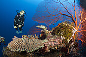 Taucher am Korallenriff, Russell-Inseln, Salomonen