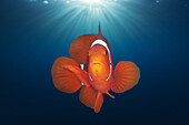 Spinecheek Clownfish, Premnas aculeatus, Florida Islands, Solomon Islands