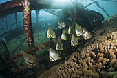 Shoal of Longfin Batfish on small Wreck, Platax teira, Florida Islands, Solomon Islands