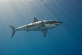 Great White Shark, Carcharodon carcharias, South Africa