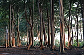 Badak Baeume, Wald grenzt unmittelbar an Beach No.7, nahe Barefoot at Havelock Resort, Havelock Island, Andaman Islands, Union Territory, India