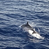 Dolphin, Tunisia