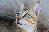 Sultanate of OMAN focus on the face of a young cat with very green eyes