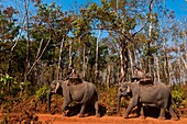 Camdodia, Ratanakiri Province, going to the Okatchang waterfall, the mahouts Ros Seanghu and Chvin Ampeul on their elephants