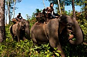 Camdodia, Ratanakiri Province, O'Katieng forest, the mahouts Ros Seanghu and Chvin Ampeul on their elephants