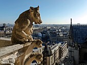 France, Paris, Notre-Dame's gargoyles