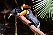 Green-billed toucans in Foz do Iguacu ,Brazil,South America