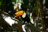 Green-billed toucans in Foz do Iguacu ,Brazil,South America