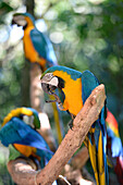 Parrot at Bird Park in  Foz do Iguacu ,Brazil,South America