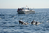 Sultanate of Oman a grop of tourists is watching dolphins in the sea from a boat