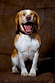 Beagle portrait photo studio