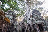 Cambodia,Siem Reap,Angkor Wat,Ta Prohm Temple