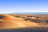 Morocco, Draa Valley, Tinfou, Tinfou dunes, Sunrise over the dunes, Tourists hiking camel