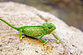 France,Paris, Vincennes, Zoo de Vincennes, Area Sahel Sudan, Close up of a common chameleon (Chamaeleo chamaeleon)