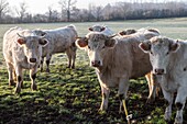 France, Auvergne, Charolais cattle herd in field