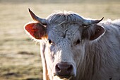 France, Auvergne, Charolais cattle in field