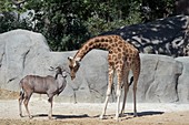 France, Paris 12th district, Wood of Vincennes, Zoo of Paris (formerly called Zoo of Vincennes), A giraffe with a male antelope Big Koodoo