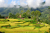 Countryside in Tana Toraja, Sulawesi island, Indonesia,South East Asia