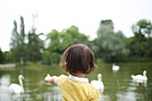 Little girl looking at swans