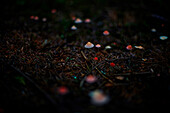 Close up of mushrooms growing in dark forest
