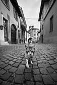 Cat Walking Along Cobblestone Street