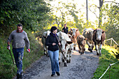 Cowguiding near Frauenstein over St. Veit, Kaernten, Austria