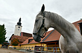 Lippizaner horses stud Piber near Voitsberg, Styria, Austria
