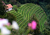 an der Burg von Deutschlandberg im Weingebiet Schilcher bei Stainz, Steiermark, Österreich